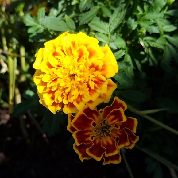 Meet your Posher, Daritza - Picture 1 of 1